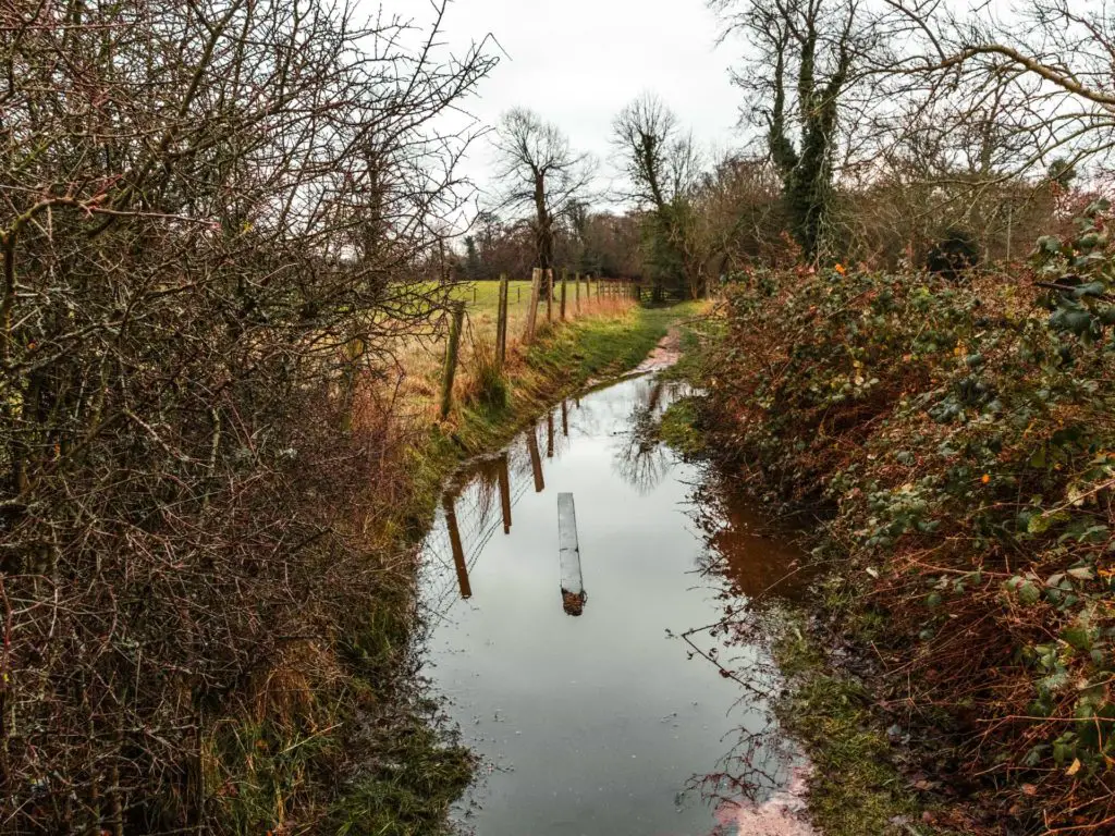 A flooded bit of trail with a plank of wood floating in the middle whilst walking in the New Forest.