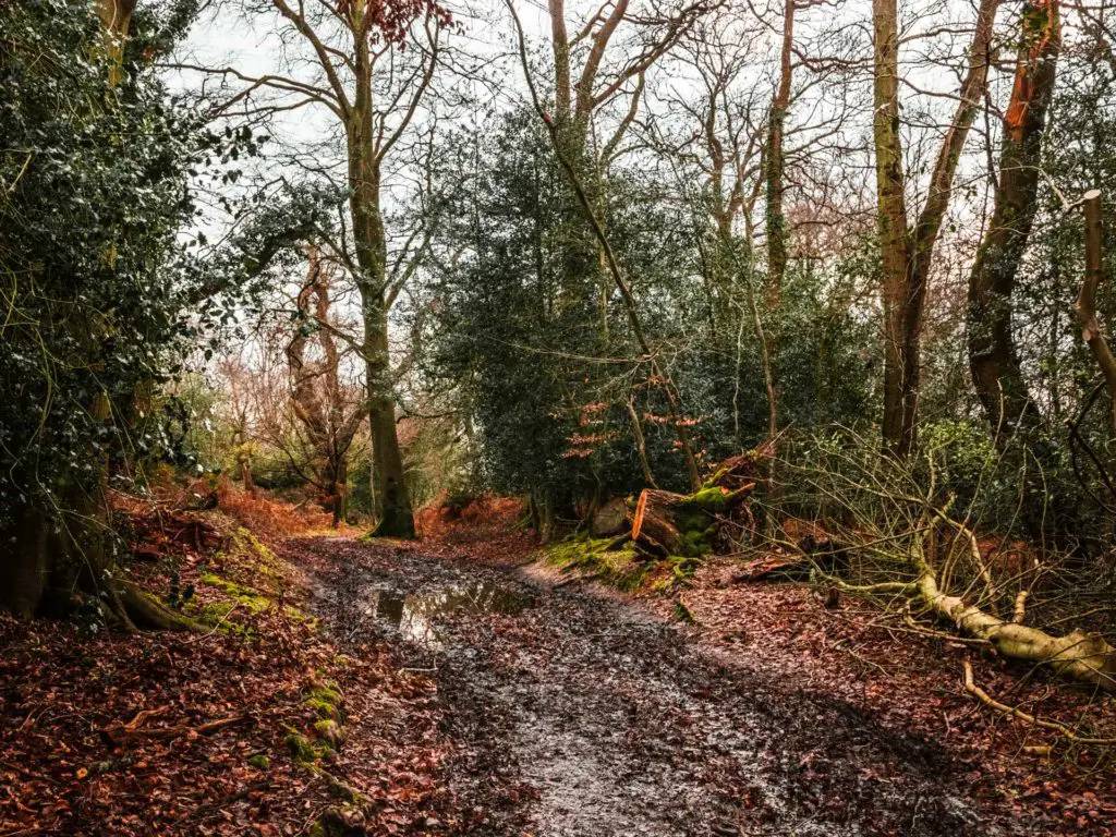 A muddy trail in the woods of the New Forest.