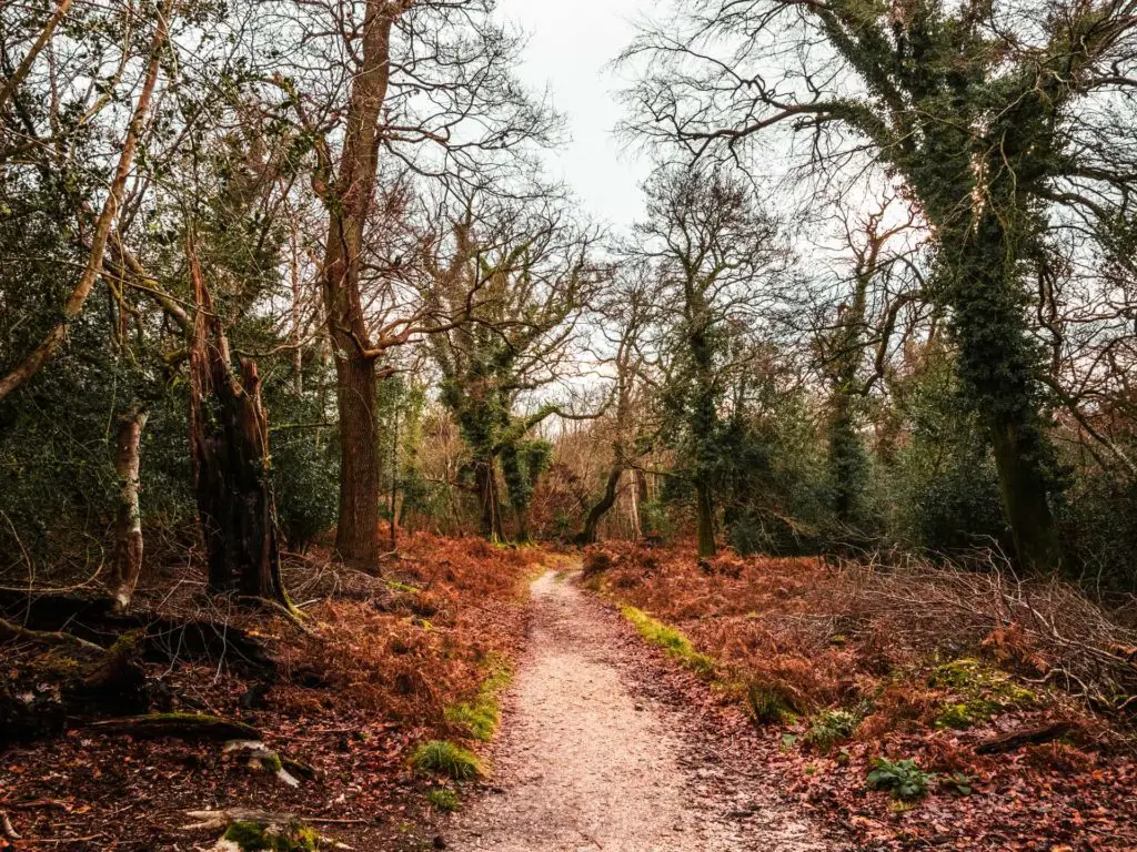 A walking trail on the walk from Brockenhurst to Lymington in the New Forest. The trail is surrounded by woodland.