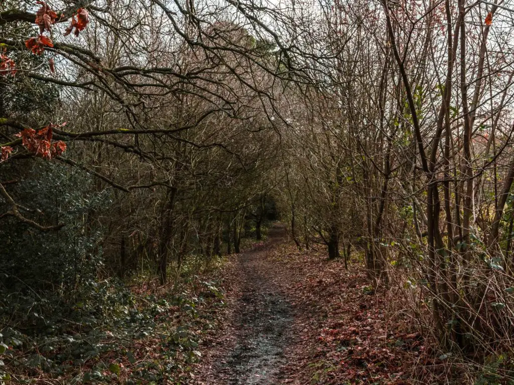 A tree tunnel on the walk from Farnham to Guildford. The branches of the trees are leafless. The ground is a mix of muddy and covered in fallen leaves. 