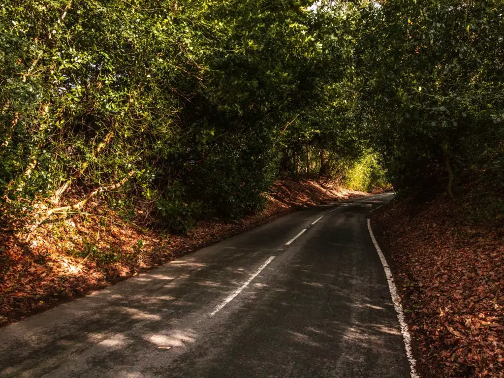 A road leading under a tree tunnel on the Farnham to Guildford walk.