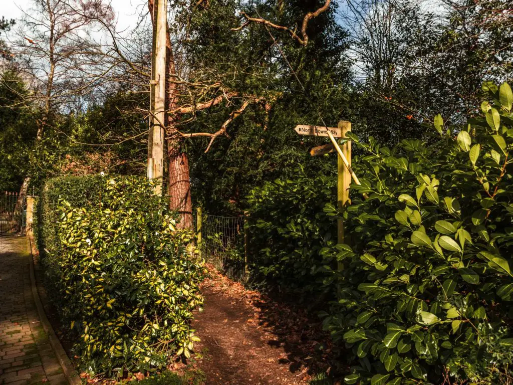 A first trail leading between hedges on the Farnham to Guildford walk.