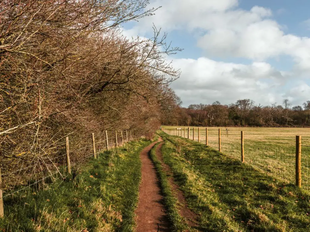 A dirt trail running through grass with a field on the right and leafless bushes on the left.