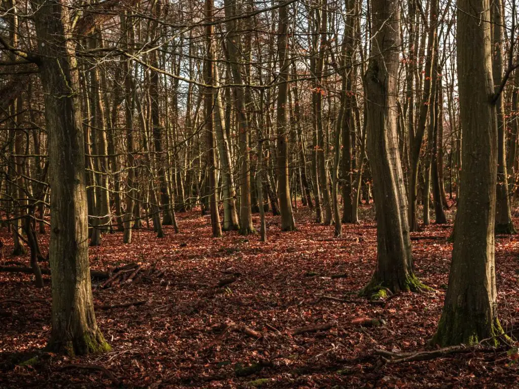 Woodland with red leaves on the ground on the walk from Farnham to Guildford. 