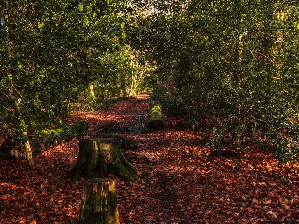 A couple of tree stumps surrounded by holly bushes and a ground covered in red leaves.