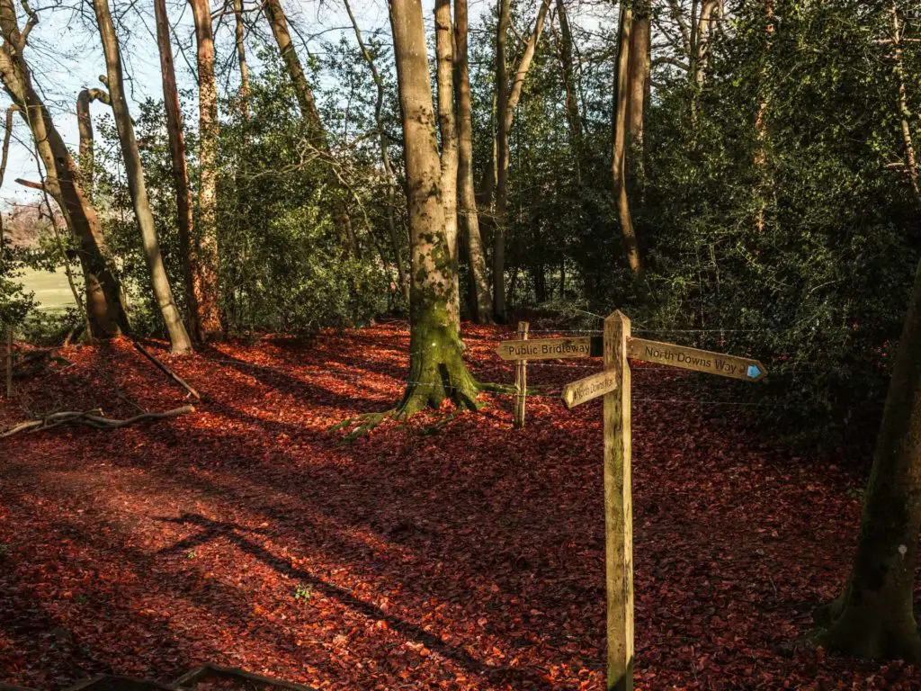 North Downs Way sign post surrounded by trees and a ground covered in red leaves.