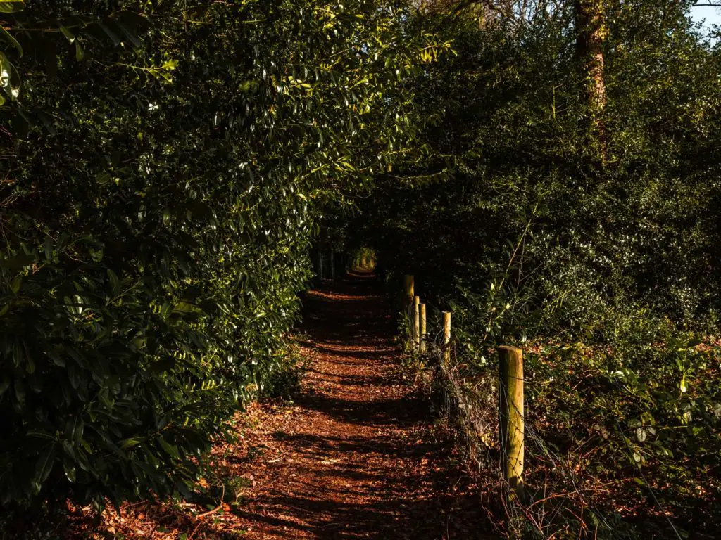 A dirt trail leading through a tree tunnel on the walk from Farnham to Guildford.