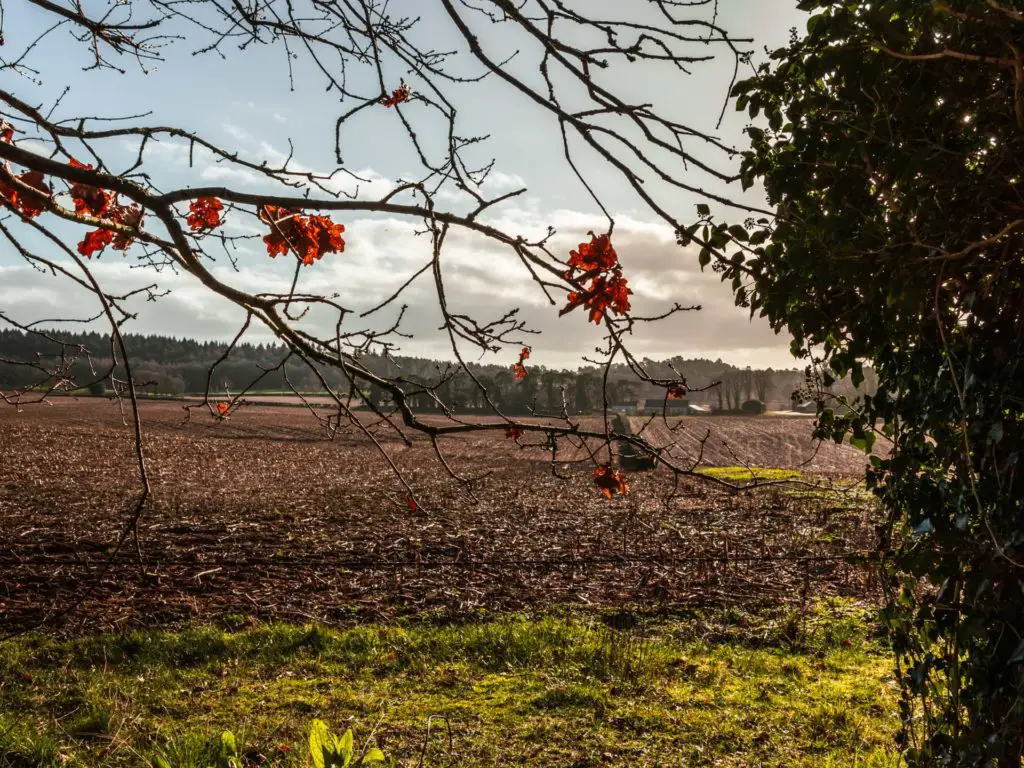 A view through branches to the crops on the walk from Farnham to Guildford.