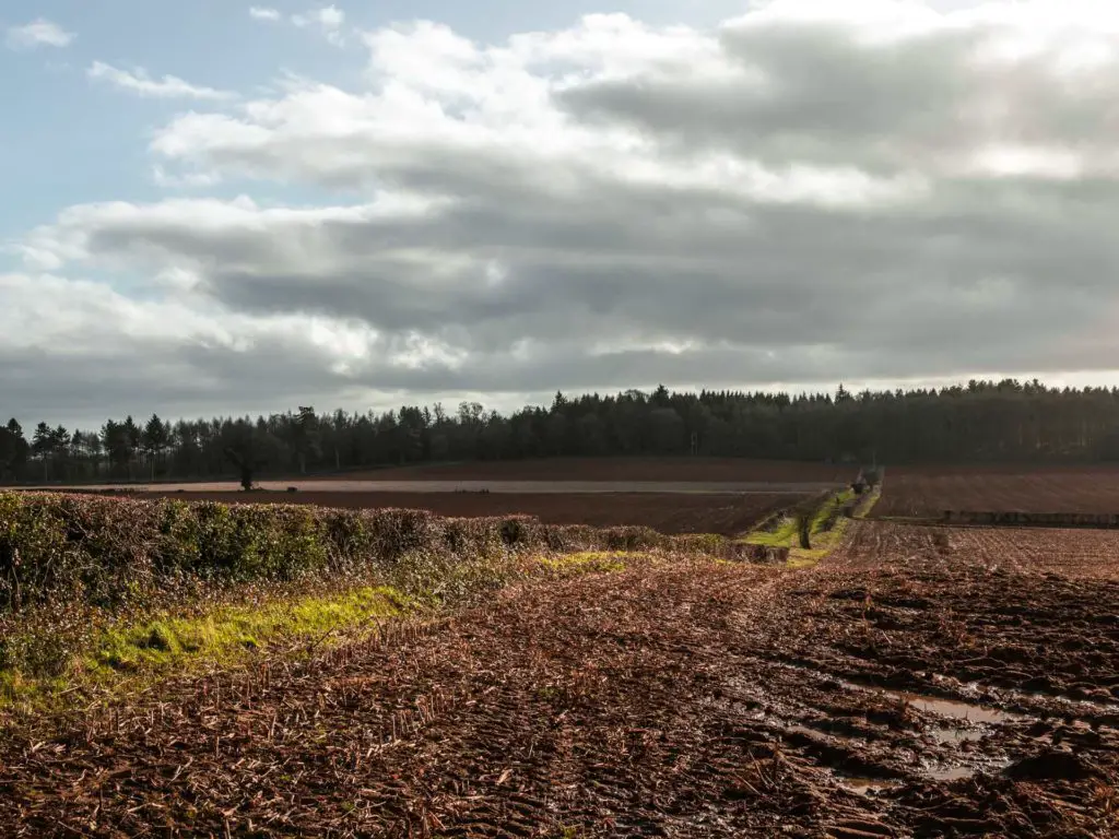 A green grass trail running through the muddy fields, leading the the trees on the other end.