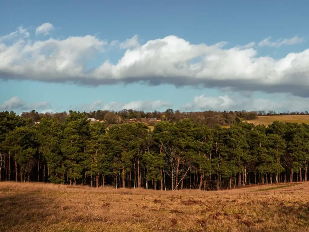 Standing at the top of a hill looking down to a group of green trees. The sky is blue with white clouds.