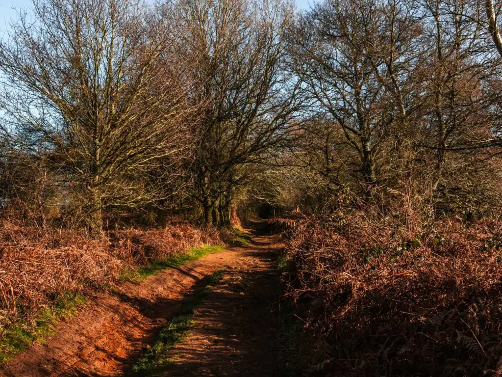 The trail leading through a tree tunnel when walking from Farnham to Guildford.