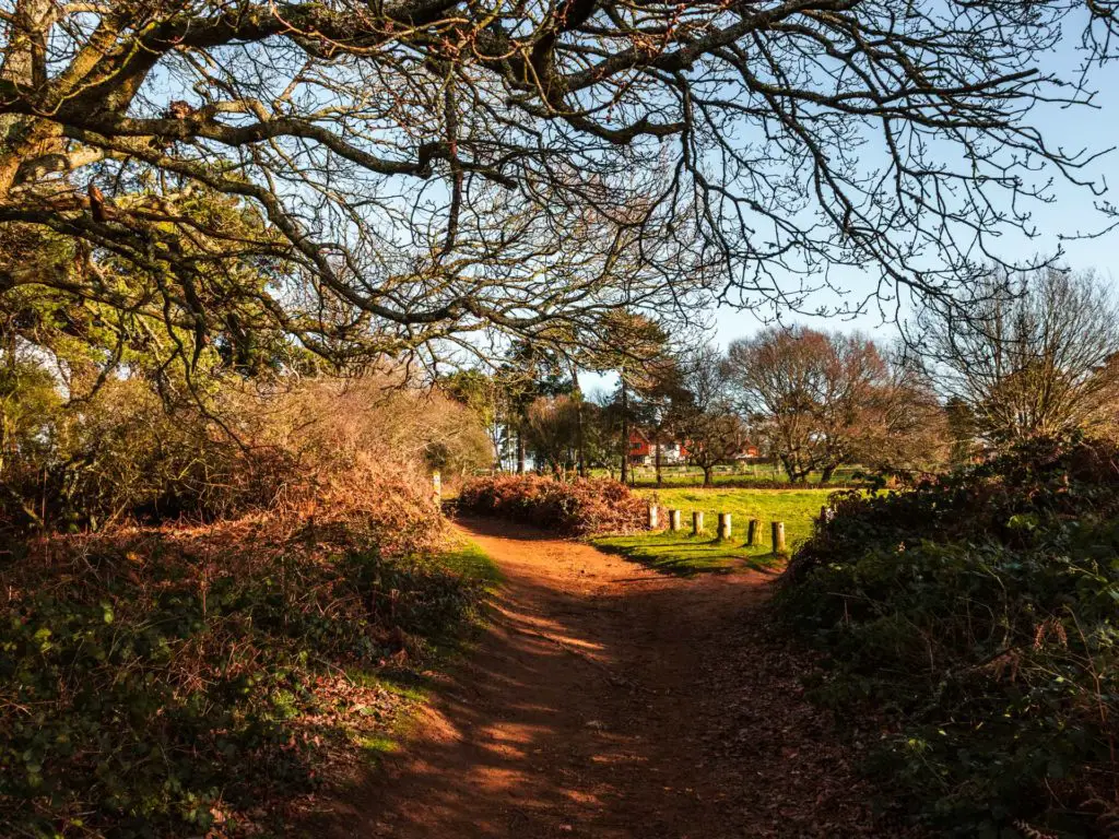 A dirt trail with hedges and bushes on either side and tree branches hanging over there top of it. There is a glimpse of green field and a house in the distance. 