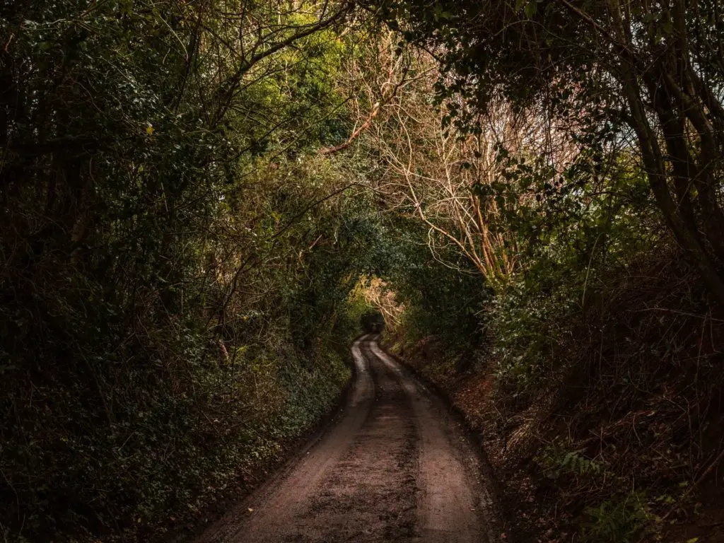 A road winding through a tree/bush tunnel on the Farnham to Guildford walk.