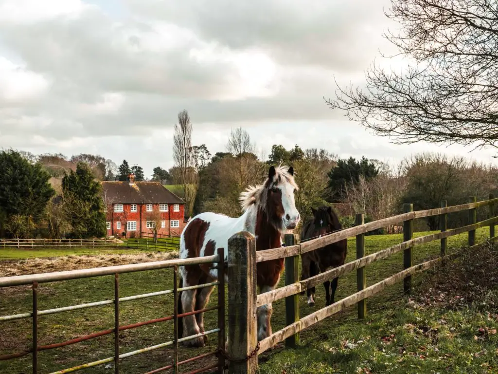 A brown and white horse and a brown horse standing in a field on the other side of a fence. 