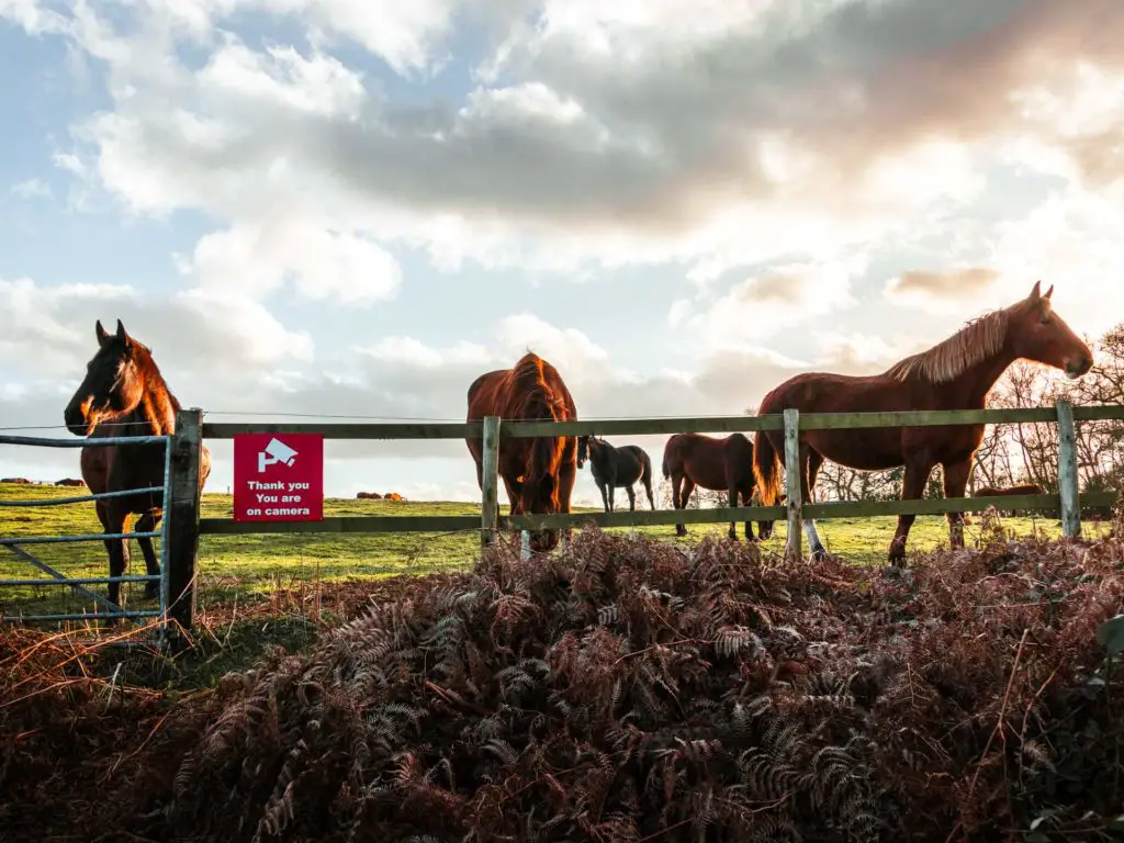 A group of horses in a field on the other side of a wooden fence. The sky is blue with white clouds.