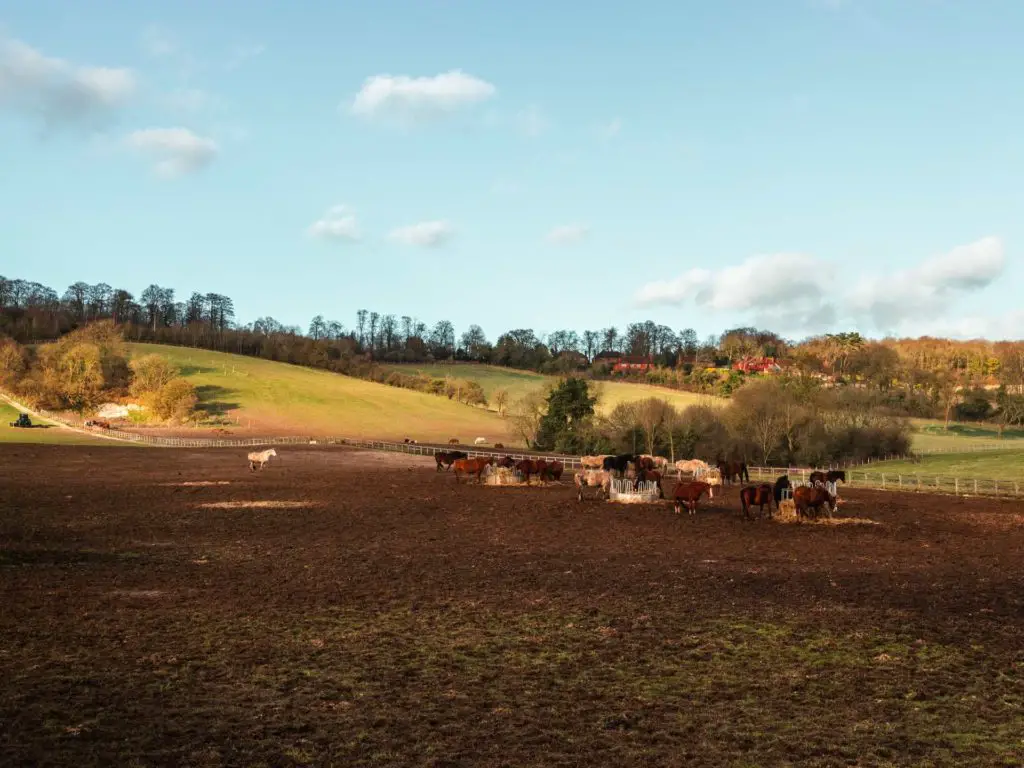 A group of horses in a field with green hills in the background.