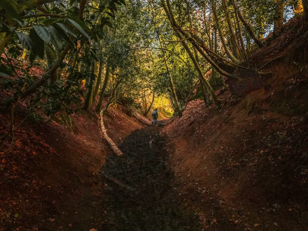 A muddy trail under tree cover towards the end of the walk from Farnham to Guildford. There is a person walking at the end of the trail.