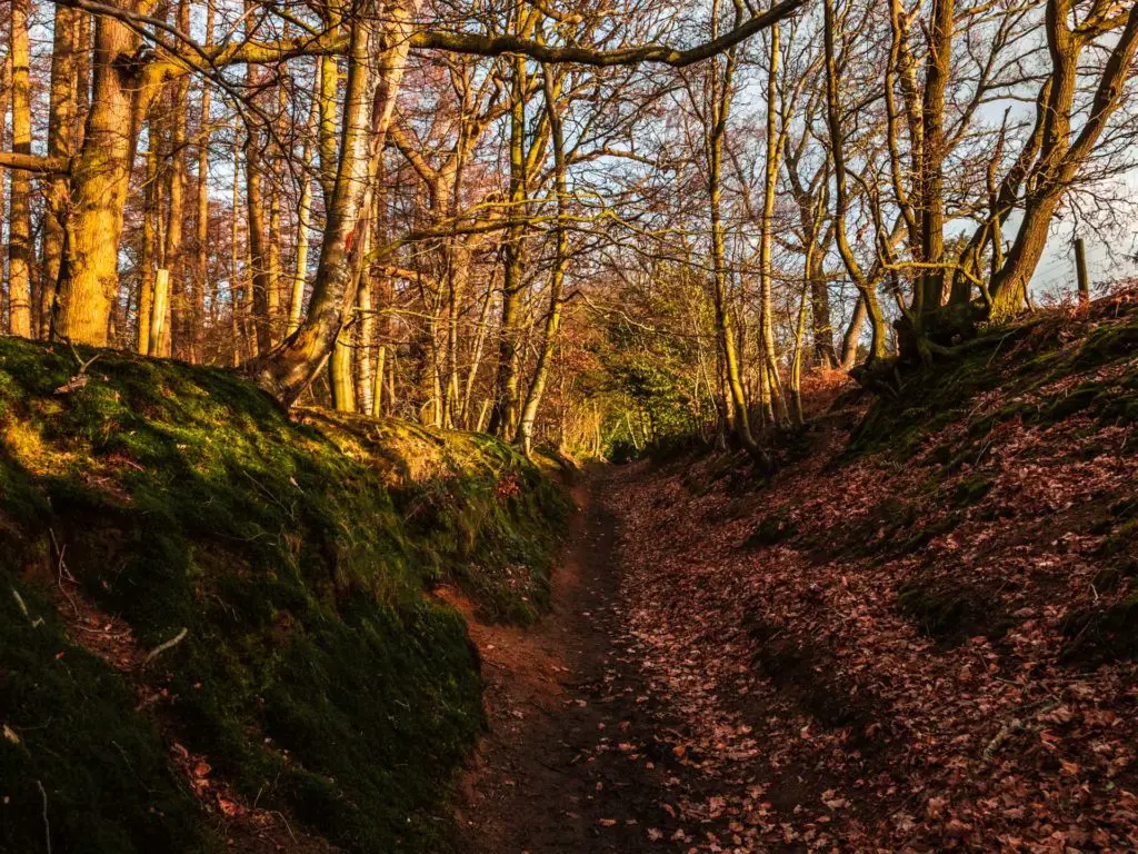 A small dirt trail surrounded by trees and a ground of leaves.