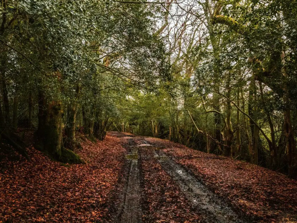A muddy trail with car track marks and surrounded by trees.