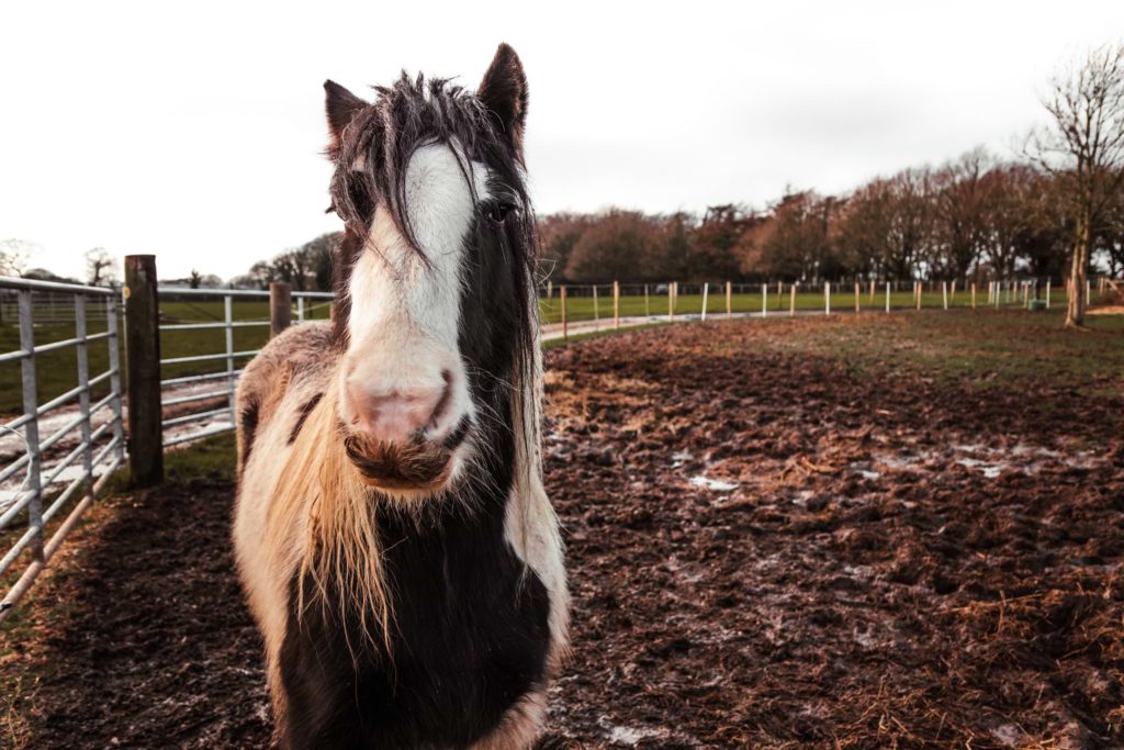 A pony standing in a muddy field on the walk from Brockenhurst to Lymington in the New Forest.