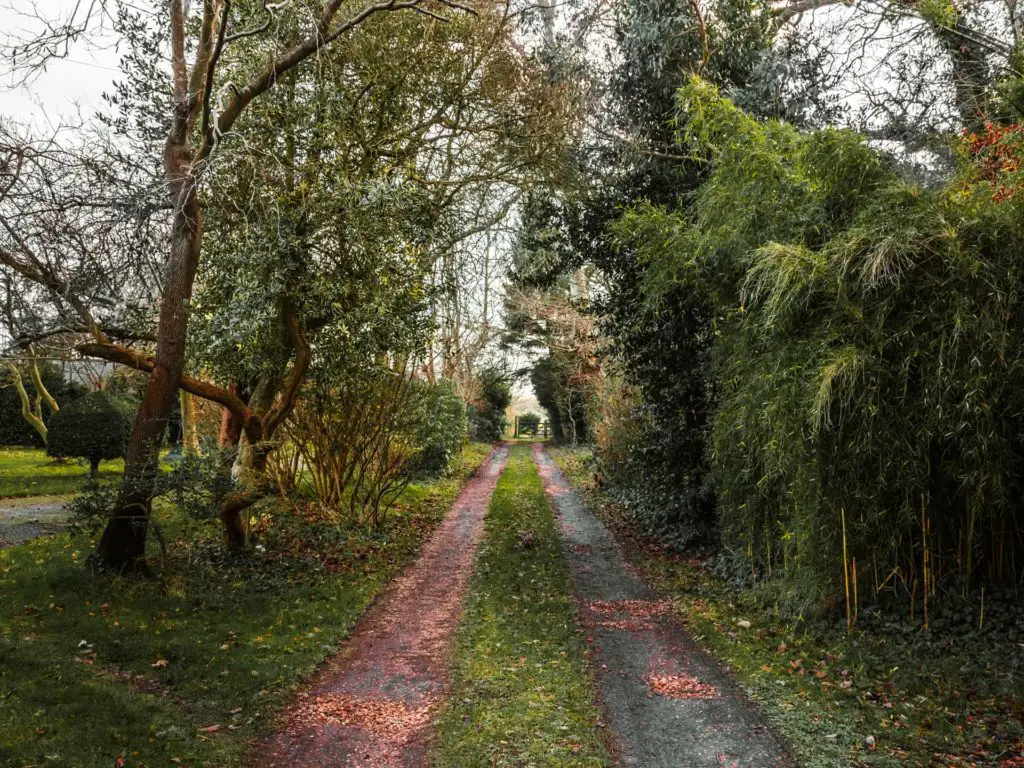 The walking g trail surrounded by greenery.