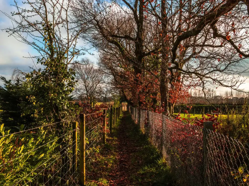 The trail with a metal fence on either side along the walk from Brockenhurst to Lymington. There are a few trees and bushes on wither side of the trail with red and green leaves.