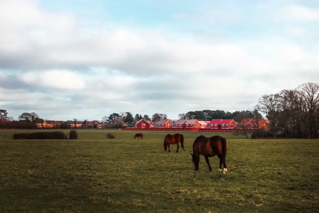 The New Forest ponies grazing in a large green field towards the end of the walk from Brockenhurst to Lymington. There is a cluster if red houses in the background. The sky is blue with a few white clouds.