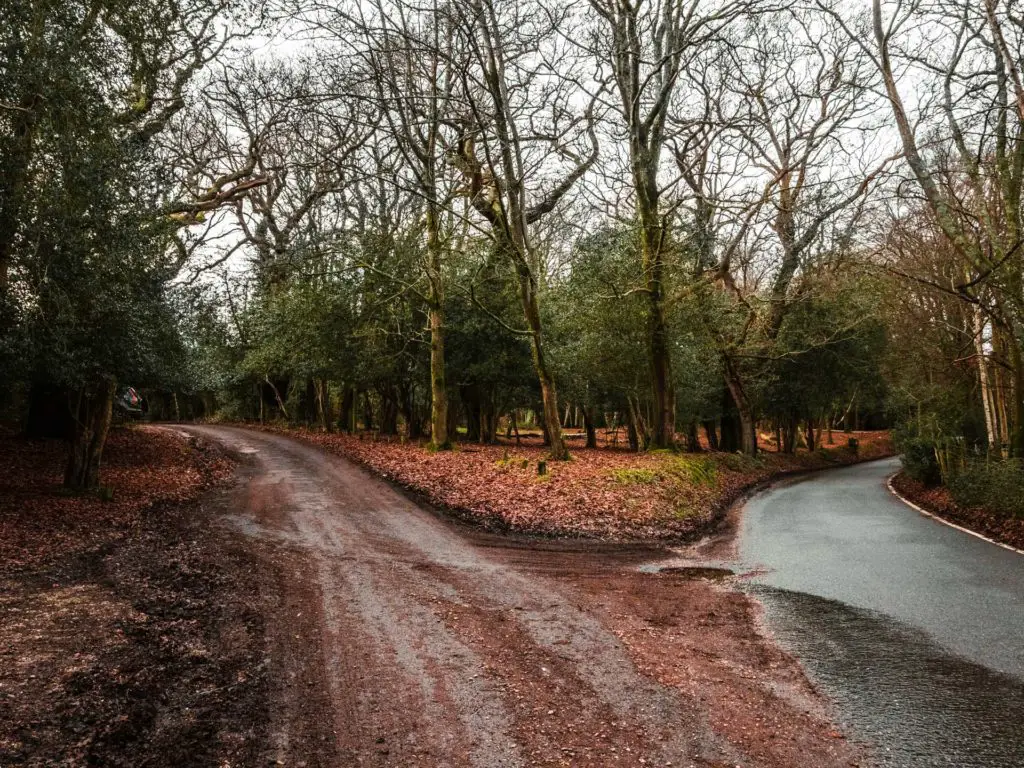 A fork in the road in the New Forest.