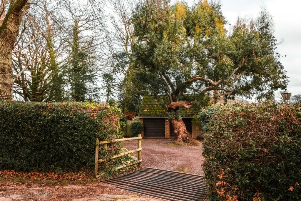 A gap in the hedges with a large tree in the driveway through the gap.