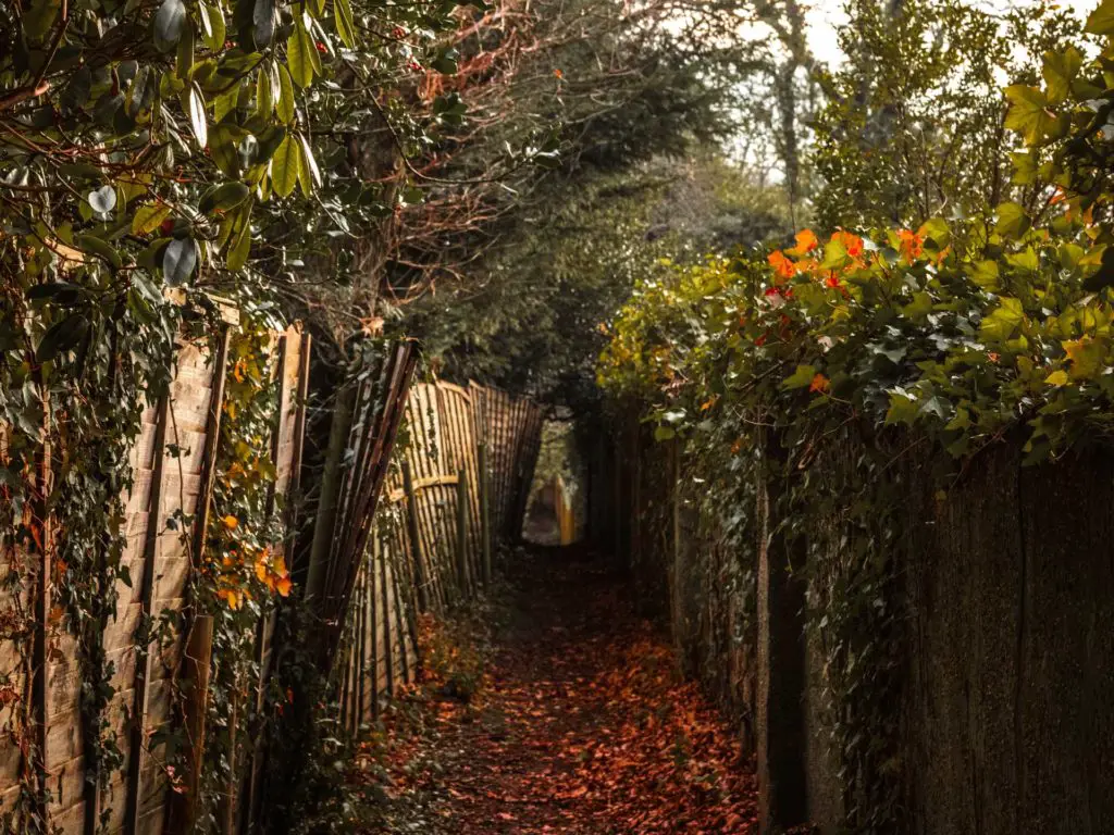 A narrow walking trail with fences on either side.