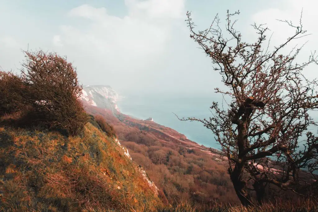 Beautiful coastline cliff views on the Folkestone to Dover hike. The view is of cliffs covered in foliage.