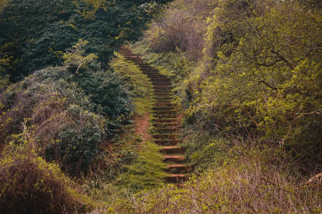 Pretty fairytale steps surrounded by foliage in different shades of green and brown on the Folkestone to Dover hike. 