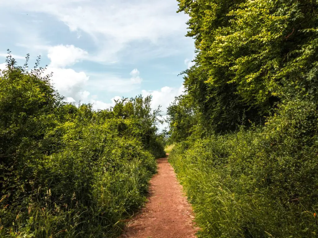 A dirt trail with green foliage either side. The sky is baby blue with a few white fluffy clouds.