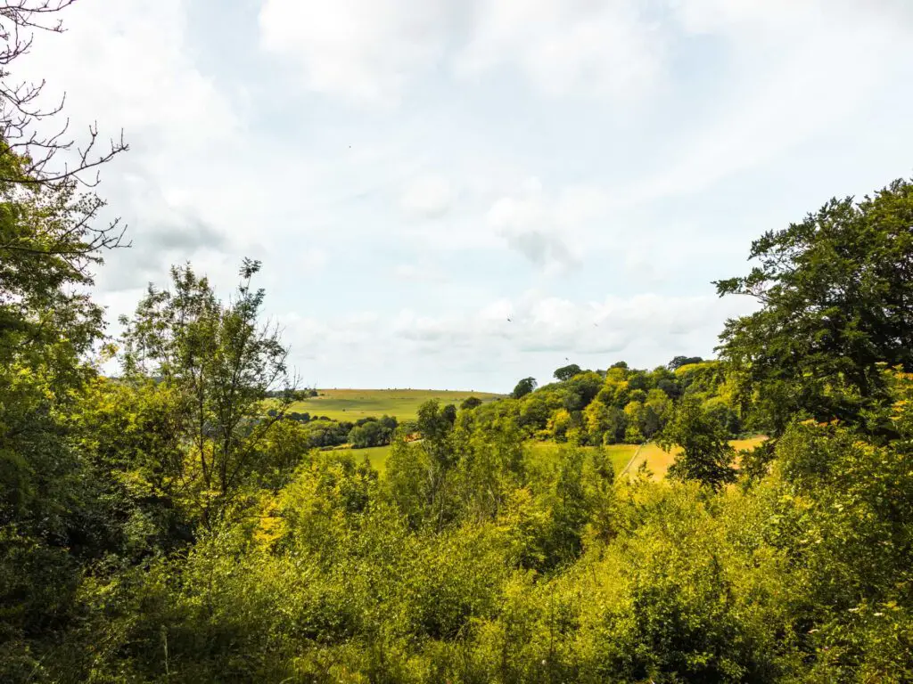 Lots of greenery on the Ashridge Drovers walk. Green fields, green trees and bushes. A blue sky with white clouds.