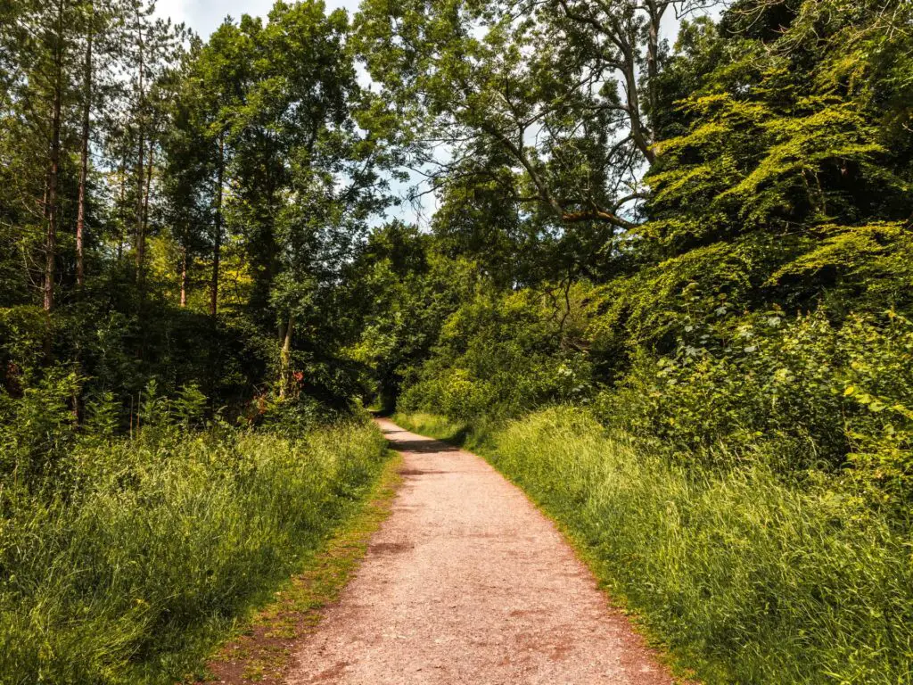 The Ashridge Drovers walk trail surrounded by long green grass and trees.