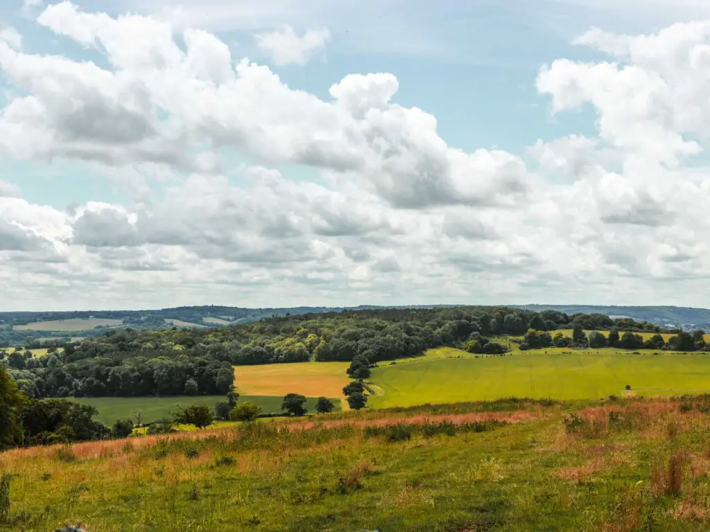 A view over the Chilterns of the fields in different shades of green and yellow, with a view of lots of trees in the distance.