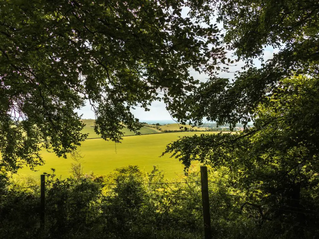 A view of bright green fields framed by green tree branches on the Ashridge circular walk.