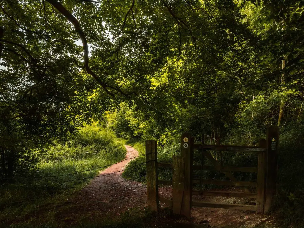 The Ashridge circular trail as it leaves through a gate and out of the woods.