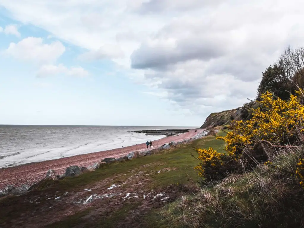 Grassy bit leading to shingle leading to the sea, with yellow bushes on the right.