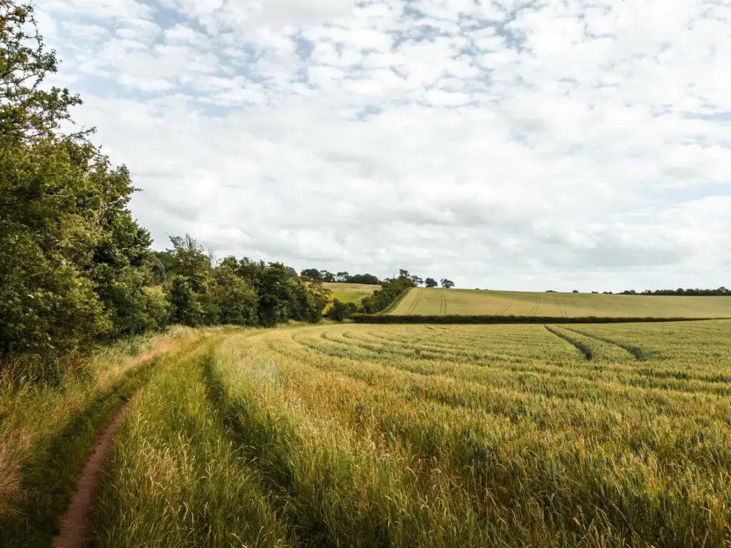 Green fields in Offley near Hitchin, with the walking trail just visible on the left. 