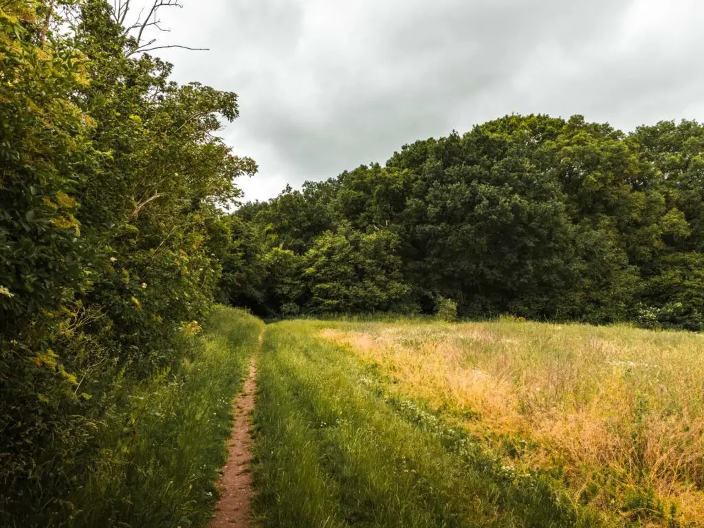 The small dirt walking trail through the field, with bushes on the left and the woods up ahead.