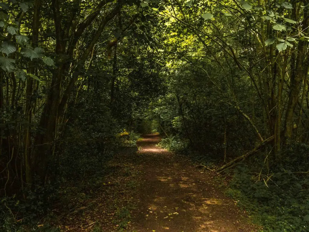 A dirt trail under green woodland on the circular walk in Offley, near Hitchin.