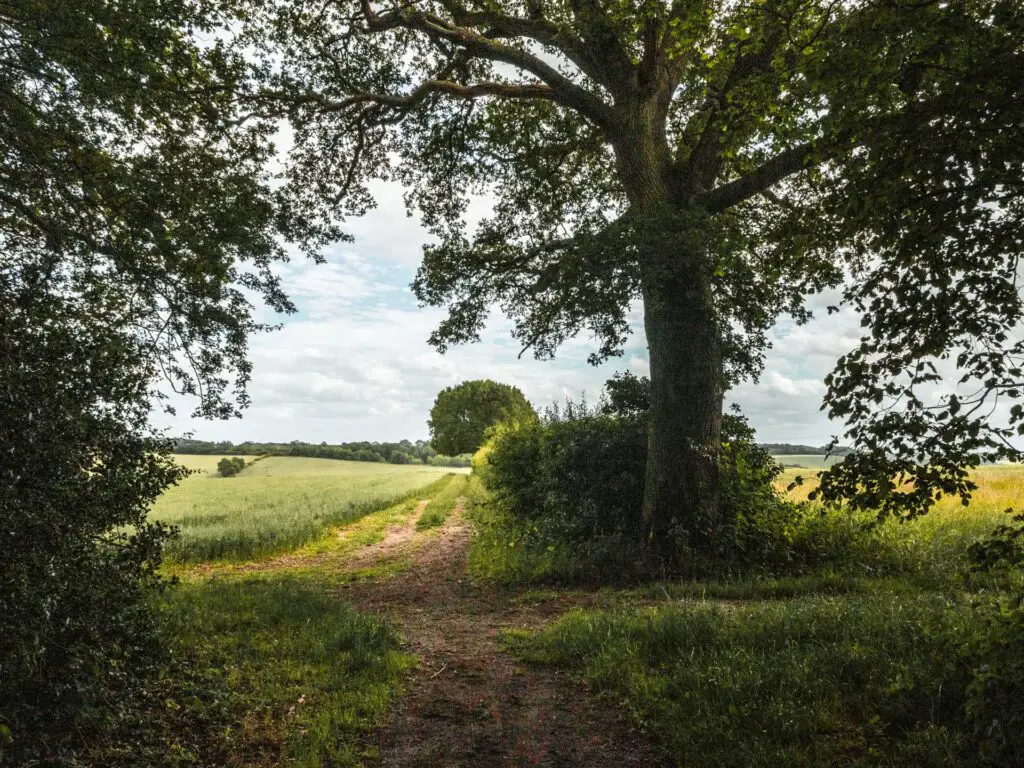 Standing just under woodland tree cover, with a view out to the open green fields.