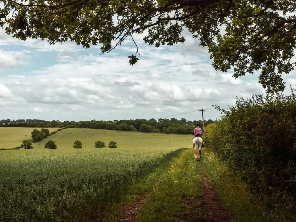 The green rolling hills go the northern Chilterns, with the walking trail on the right and a green hedge next to it. There is a women on a white horse up ahead.