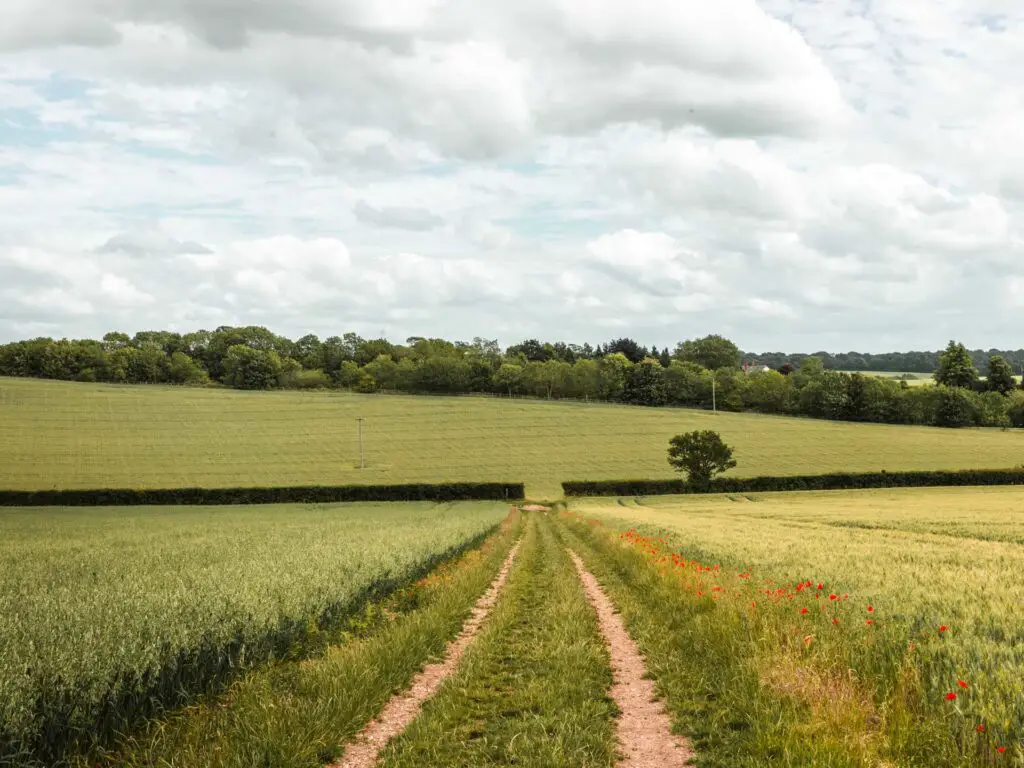 The trail on the Three Springs walk in Offley, running through the middle of a green fields with more green fields and hedges in the distance. 