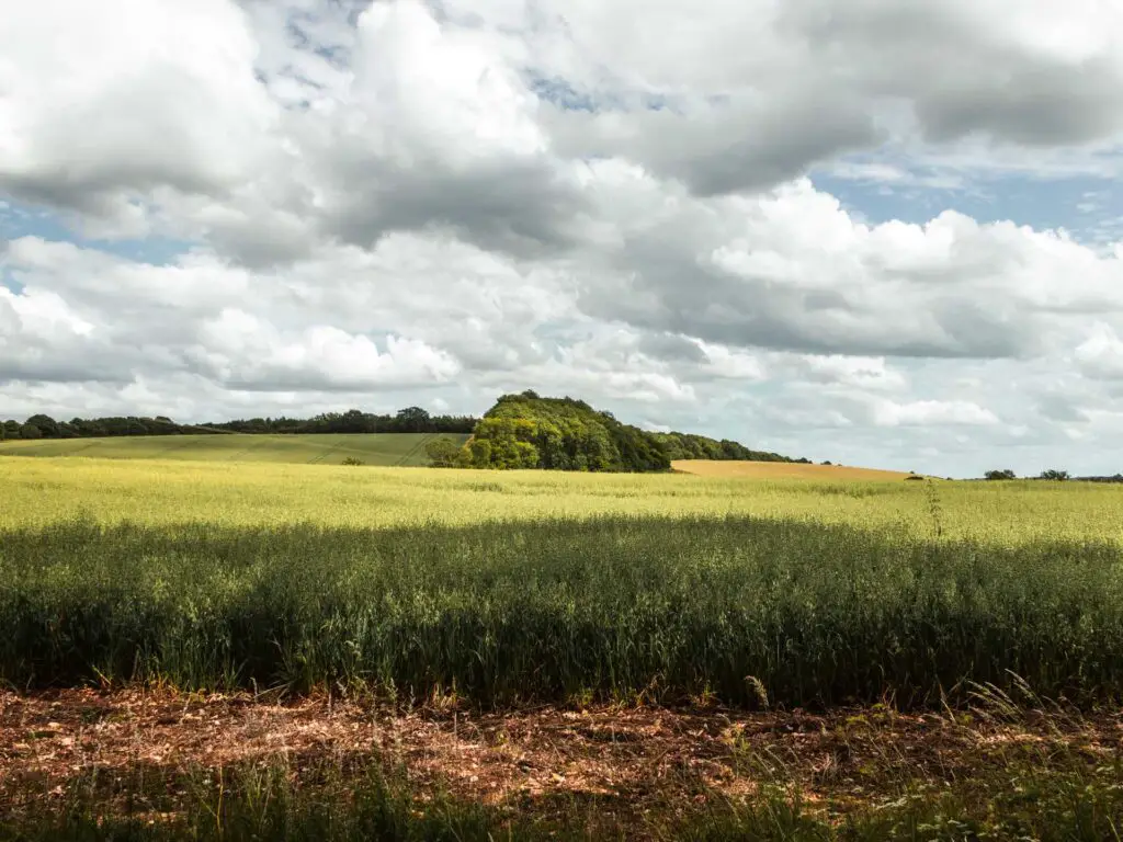A view of the green fields of the Northern Chilterns, Near Hitchin, along the Offley Three Springs walk. There are white clouds in the sky with a bit of blue poking through.
