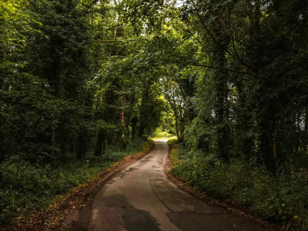 A small country lan as it winds under green tree cover.