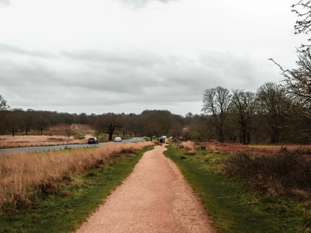 The Tamsin trail running alongside the road in Richmond Park. There are cars on the road and a few people walking on the trail.