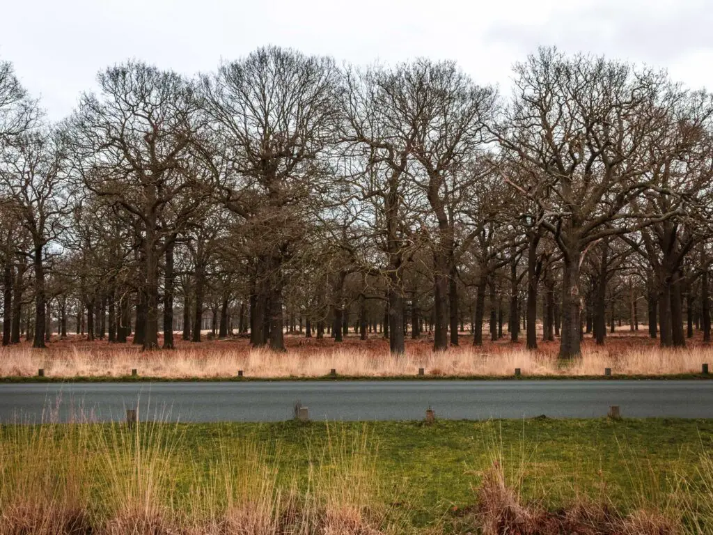 A road running alongside leafless trees in Richmond Park.