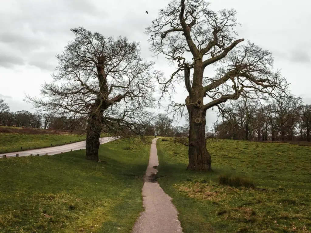 A narrow trail with grass on either side and one tree on either side of the trail.